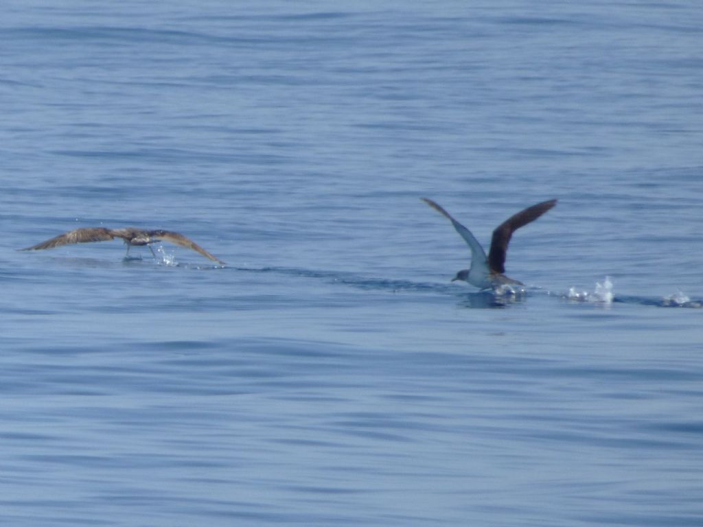 Berte maggiori nel mar ligure